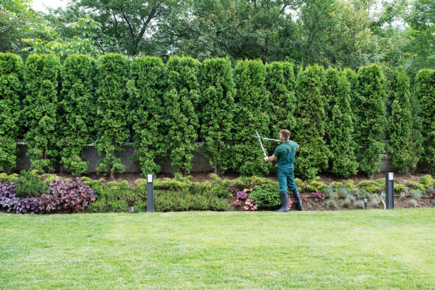 Best Lawn Irrigation Installation and Maintenance  in Atwater, CA