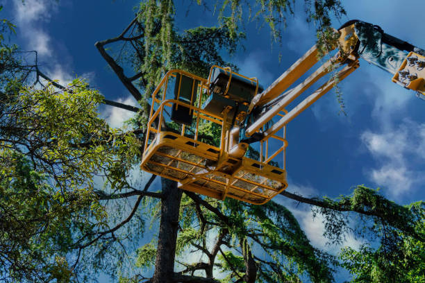 Best Tree Disease Treatment  in Atwater, CA