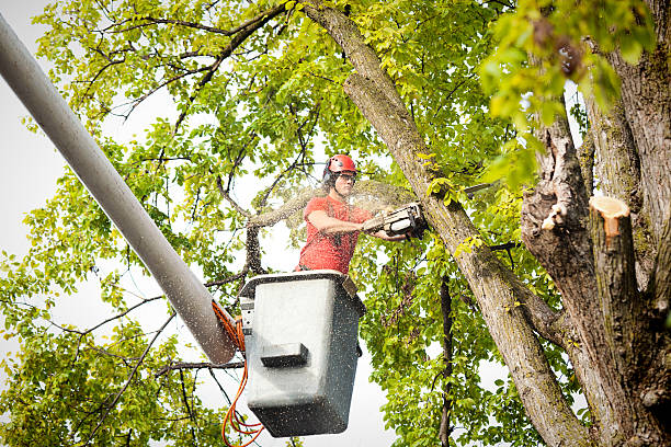 How Our Tree Care Process Works  in  Atwater, CA