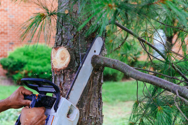 Best Tree Health Inspection  in Atwater, CA